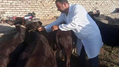  تحصين67 ألفًا و269 رأسا ضد الحُمى القُلاعية والوادي المُتصدّع ببني سويف