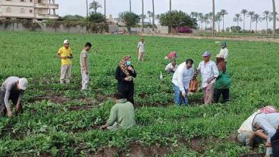  الزراعة تعد تقريرًا تفصيليًا يرصد جهود "البحوث الزراعية" خلال أسبوع