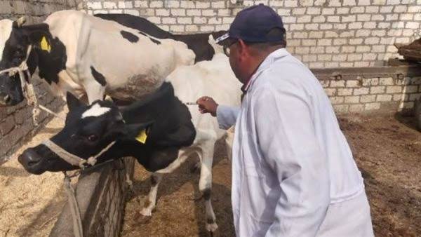 الزراعة: تحصين الماشية ب8.1 مليون جرعة لقاح ضد الحمى القلاعية والوادي المتصدع